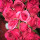 webuser_438070366