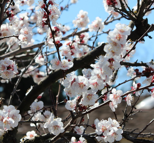 Premium Photo  Flowering tree branch spring blooming flowers