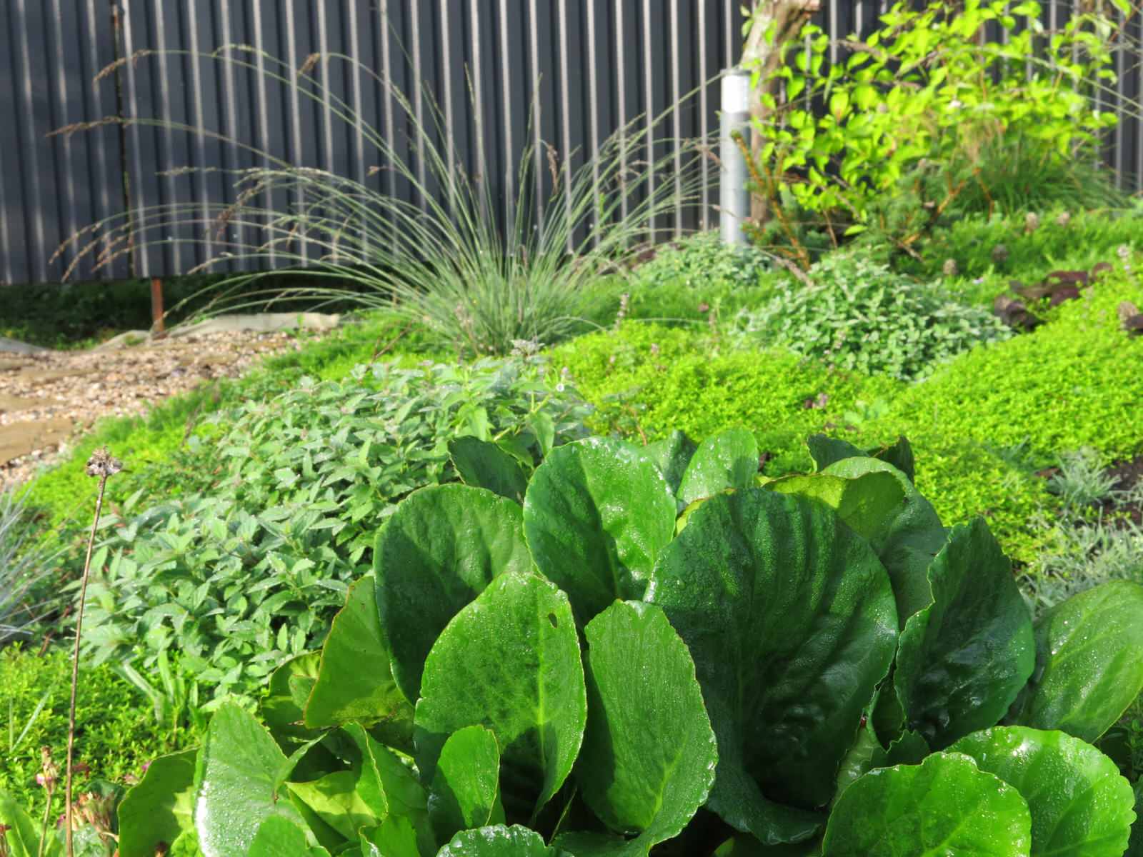 ЯГОДНОЕ ЛУКОШКО (РАСТВОРИВШИСЬ В РАДУГЕ). СЕЗОН 2016. УТРО