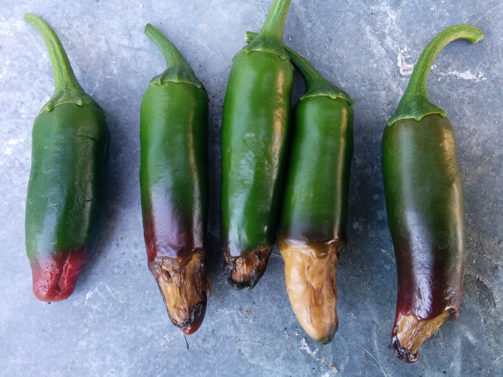 Jalapeño Rot issue