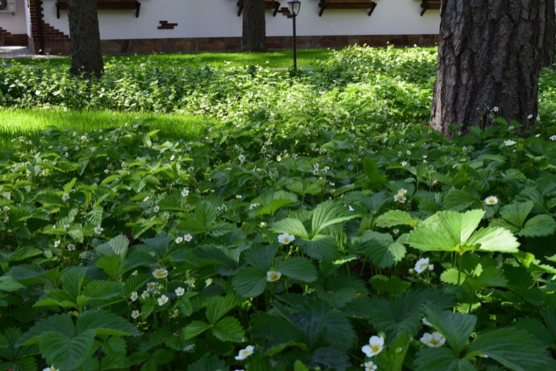 «Пряничный домик» в сосновом бору