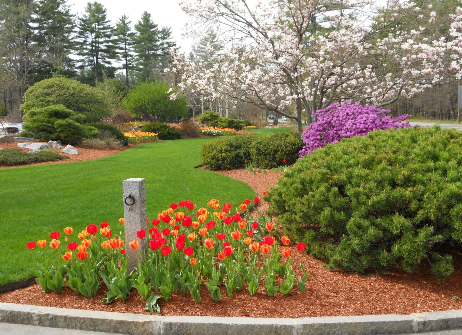 Spring Bulbs