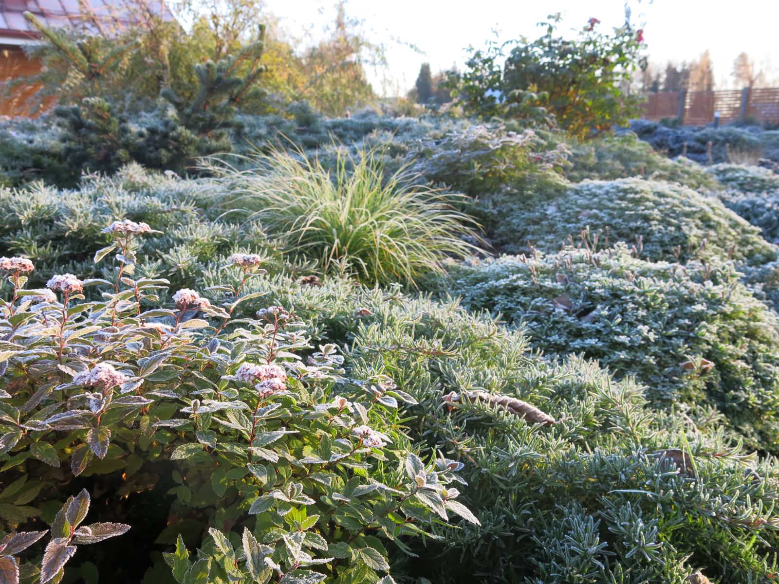 ЯГОДНОЕ ЛУКОШКО. СЕЗОН 2016. ПРЕДЗИМЬЕ. ПЕРВЫЕ ЗАМОРОЗКИ.