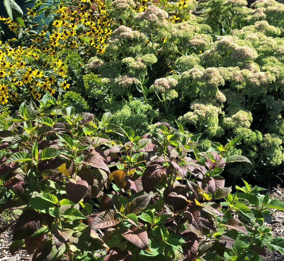 Photo of a large rustic drought-tolerant and full sun side yard flower bed.