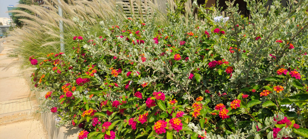 This is an example of an Indian garden in Bengaluru.