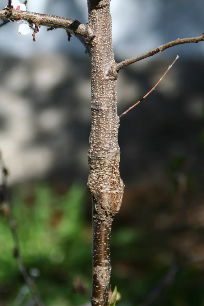 Tree Graft Incompatibility Graft union incompatibility, bulging/swelling....repare.. | Houzz Forum