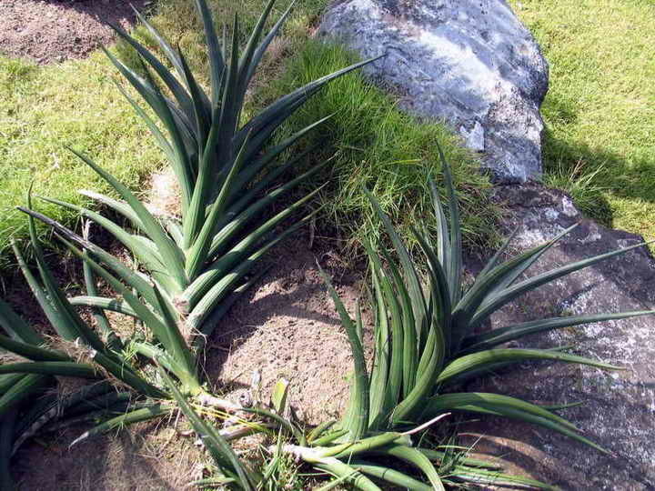 Variegated Sansevieria Downsii 