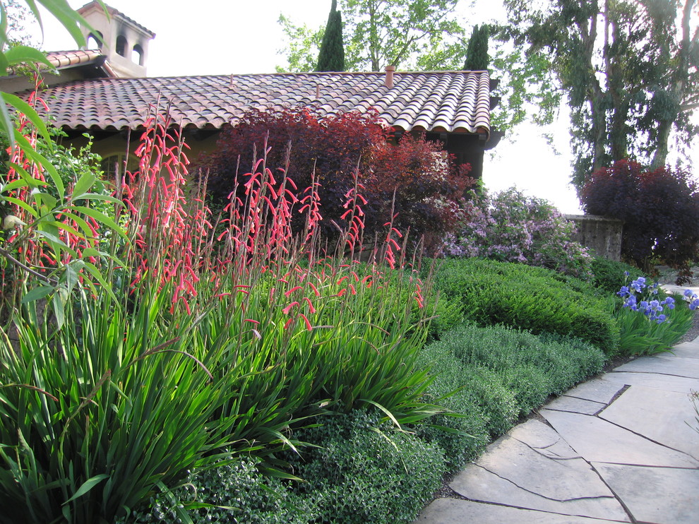 Photo of a mediterranean garden in San Francisco.