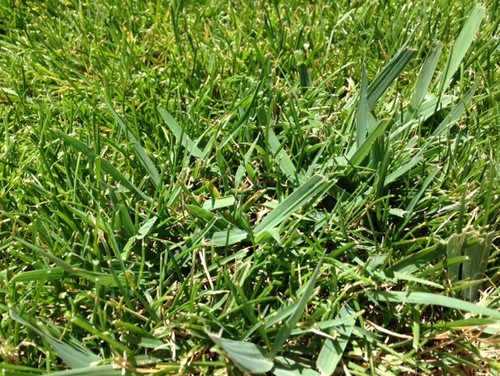 ID grass with wide blades