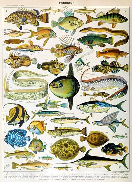 Fish - Sea Ocean Marine - Poissons Chart - Illustration Poster - Beach ...