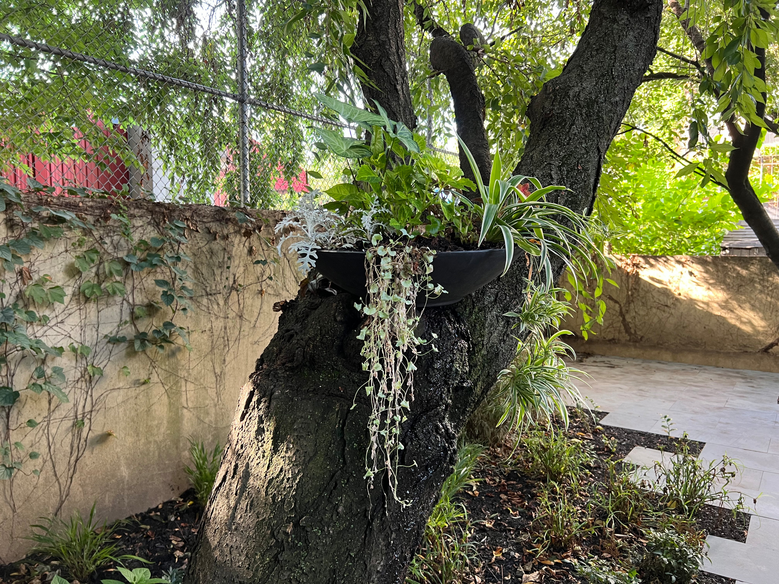 Modern Urban Shade Garden