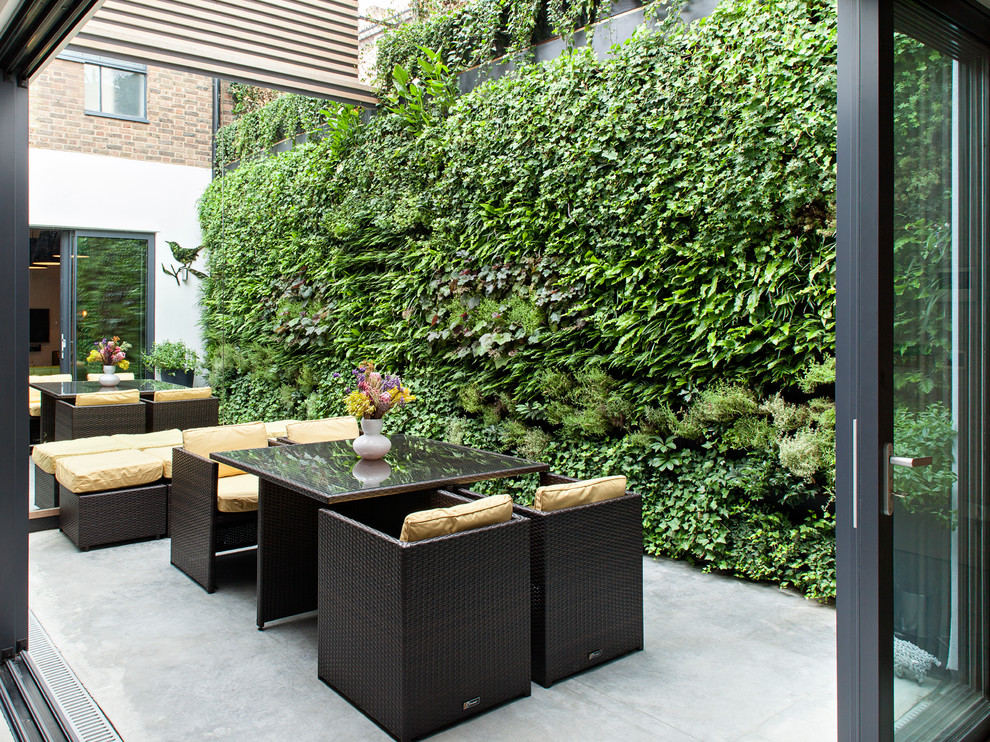 This is an example of a contemporary courtyard patio in London with a vertical garden and concrete slab.