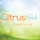 Citrus Fresh Carpet Cleaning