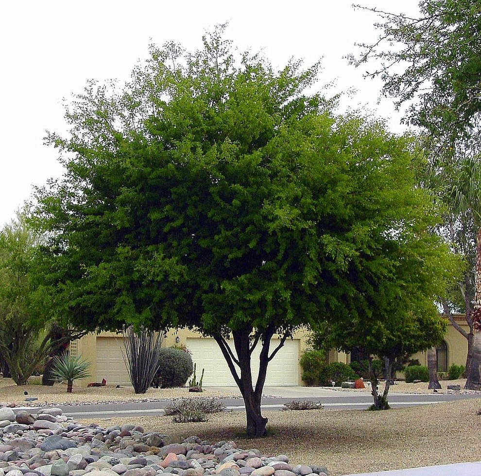 Great Design Plant: Ebenopsis Ebano