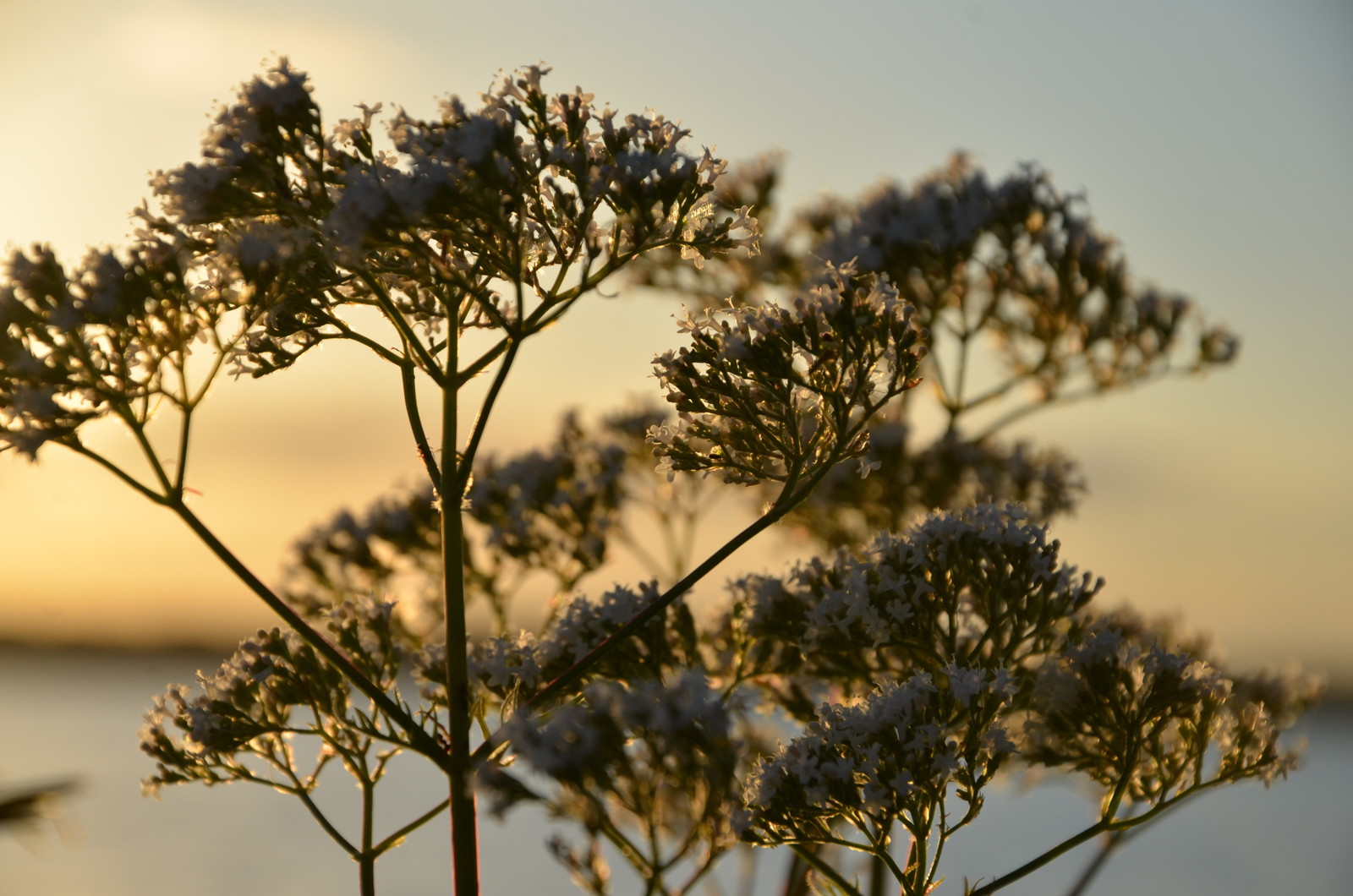 Садовый участок