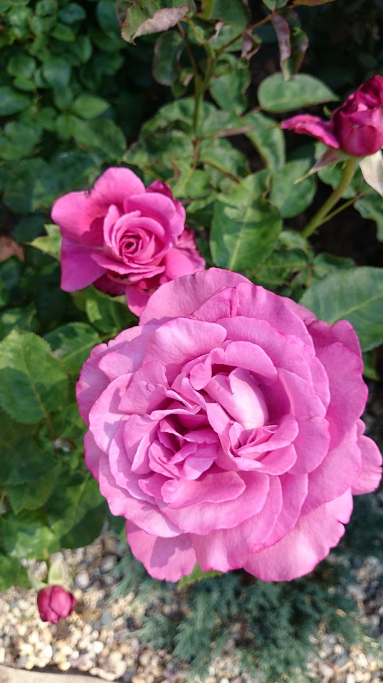 Элементы розария