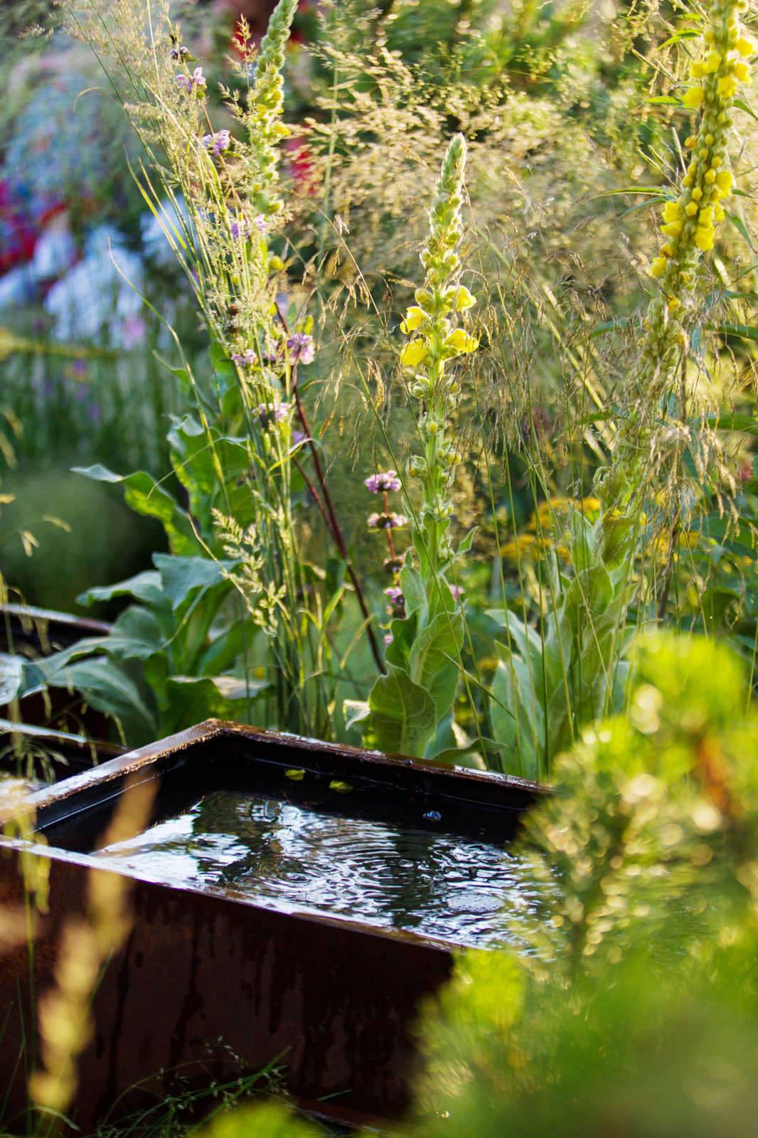 Сад   James Alexander-Sinclair  на Moscow Flower Show 2018  (вне  конкрса)
