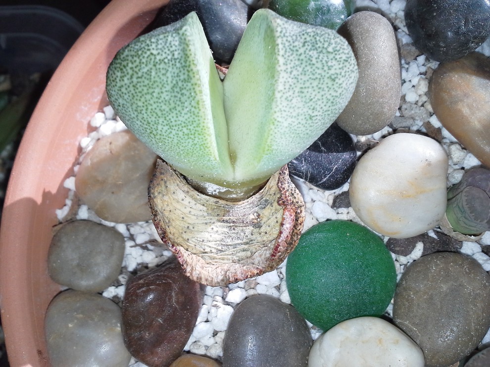 x large planter pots Buy XLG Cone Planter Set of 4 |Glazed Ceramic Outdoor Planters Set of 4 / Silver Rock
