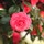webuser_481376929