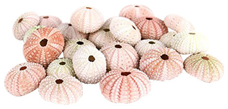 Pink White Green Sea Urchins Beach Sea Shells For Nautical Decor