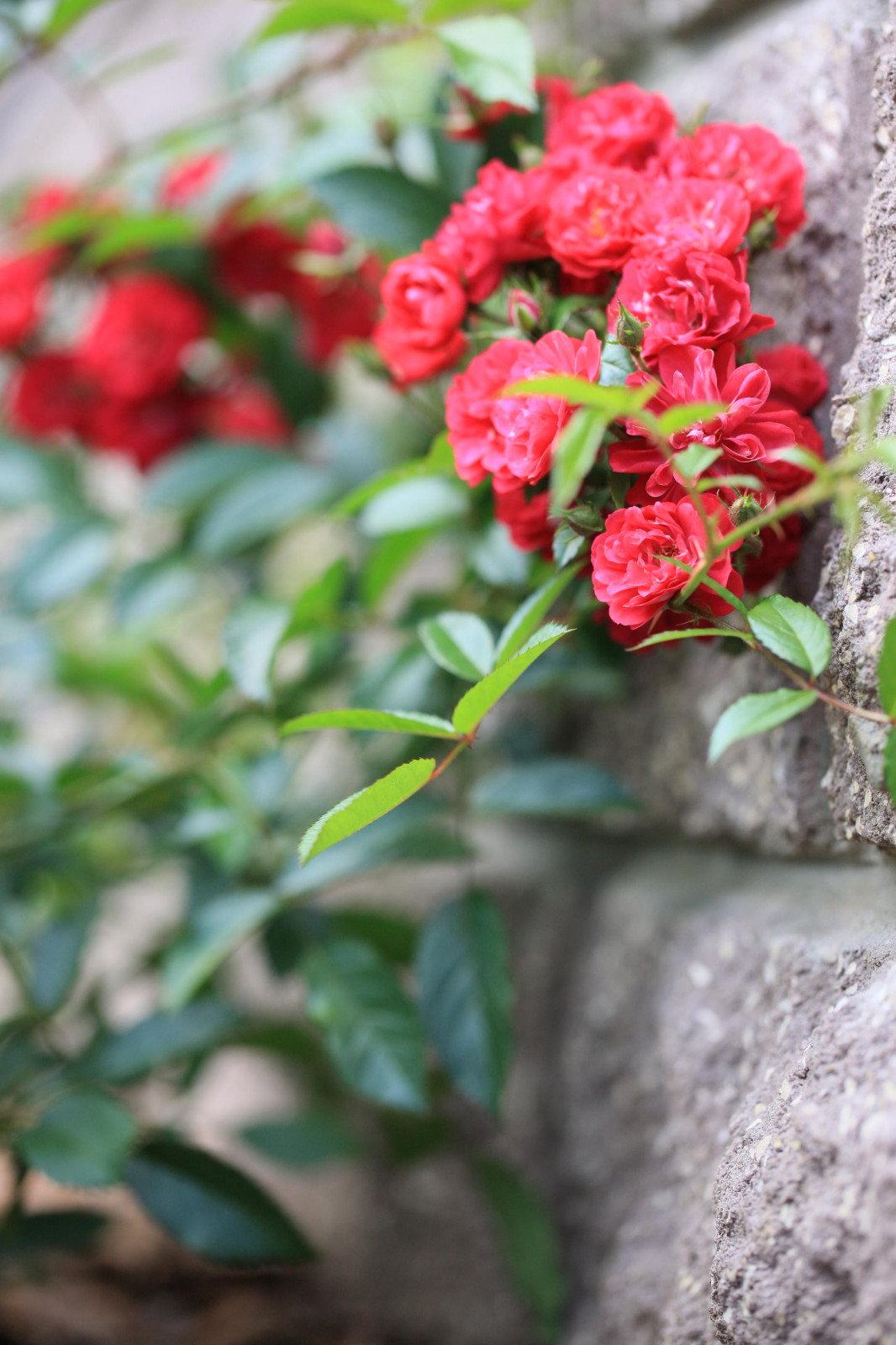 Березовая роща