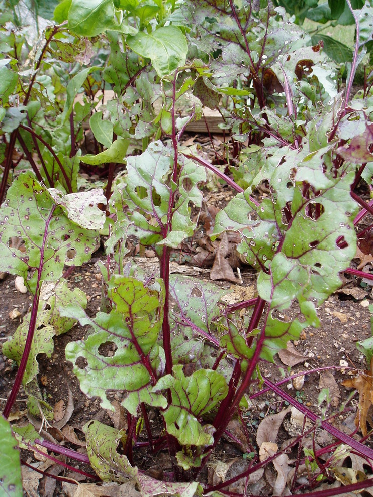 beet leaves getting eaten