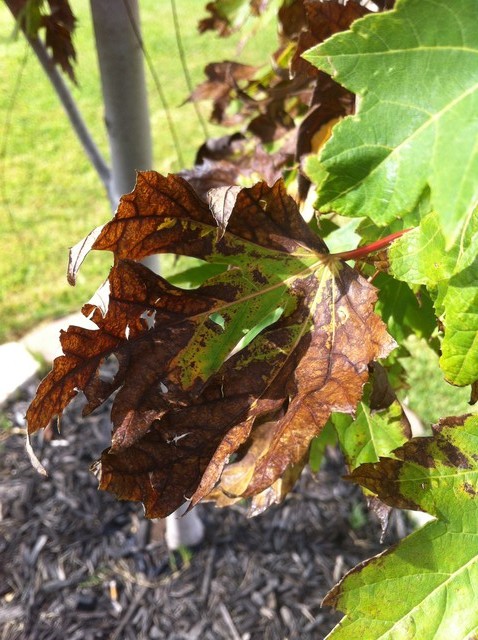 maple tree wilting leaves maple tree wilting maple tree wilting leaves maple tree wilting