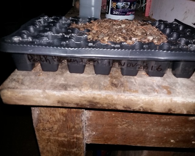 Dinoadenium 