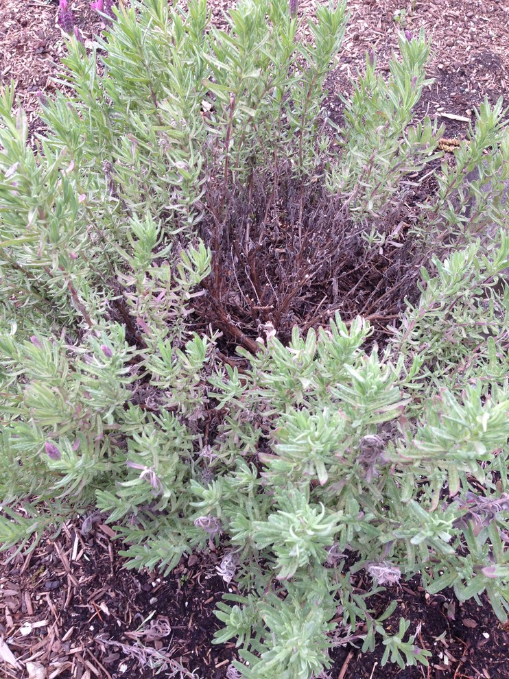 Spanish Lavender dying from the center?