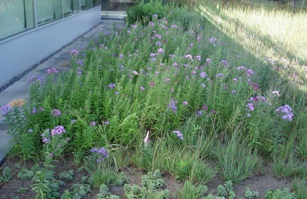 This is an example of a contemporary garden in DC Metro.