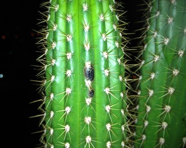 golden torch cactus black spots | Houzz Forum