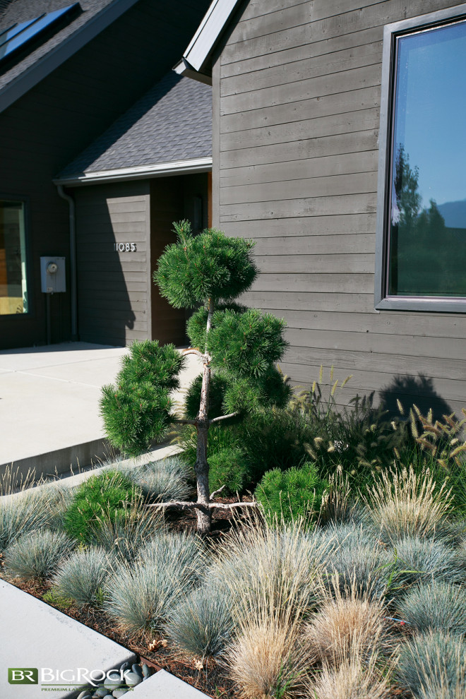 Inspiration for a contemporary front yard garden in Salt Lake City with with path and concrete pavers.
