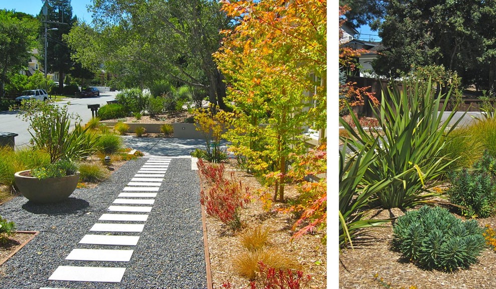 Kleiner Moderner Vorgarten im Frühling mit Gehweg, direkter Sonneneinstrahlung und Betonboden in San Francisco