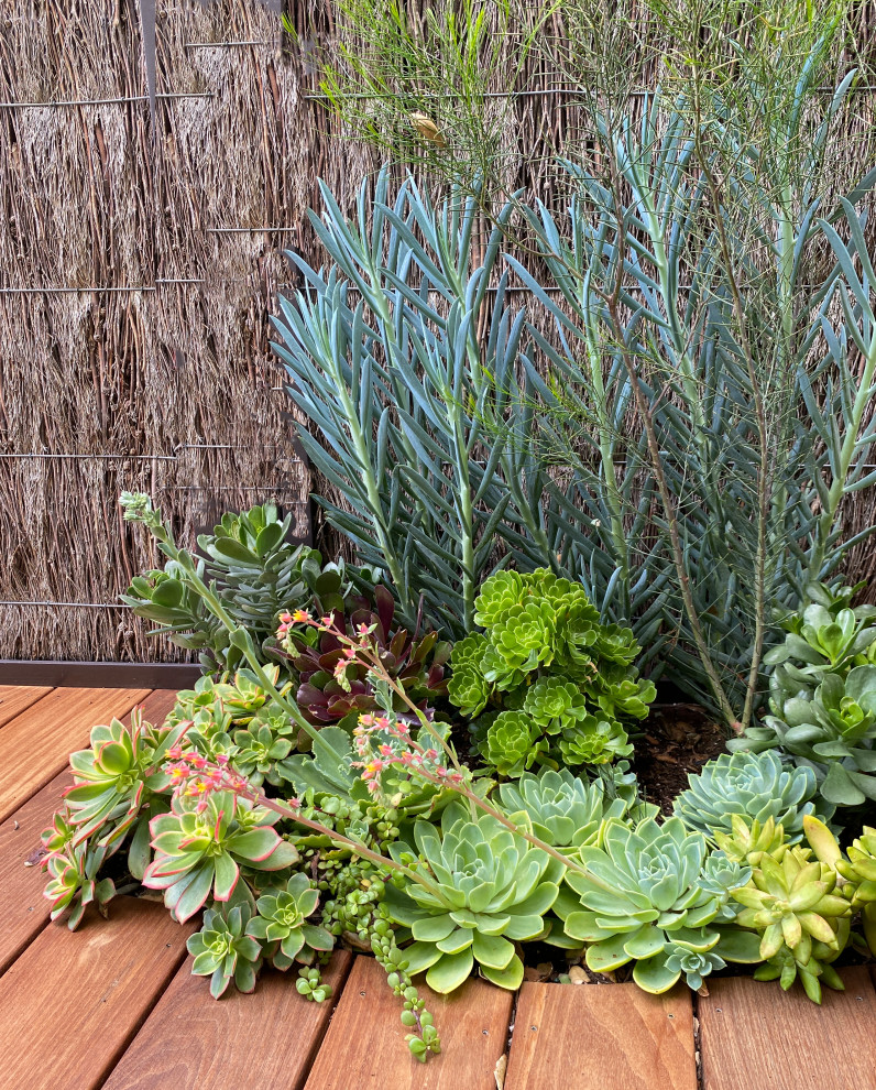 Santa Monica Succulents