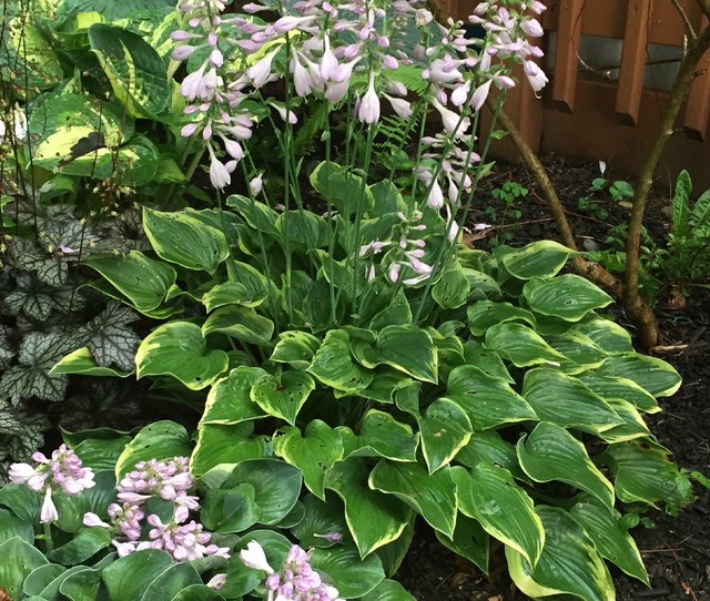 hosta 