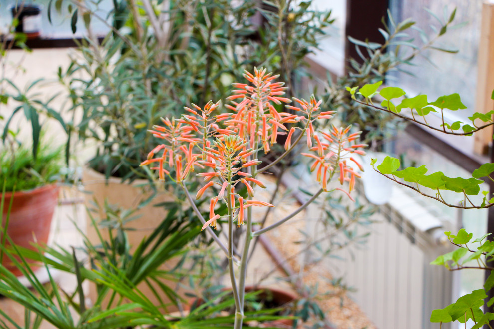 Тарасовка, зимний сад, 2012-2013 гг.