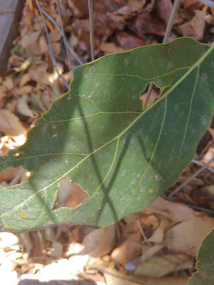 what is eating my leaves?