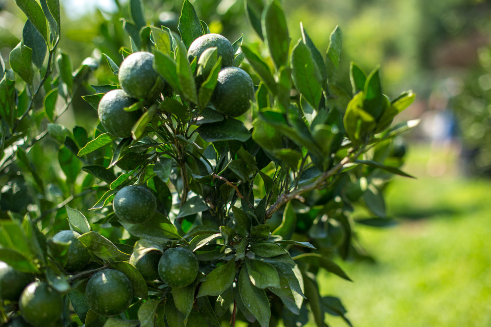 Ландшафтный Дизайн Олимпийский Сочи