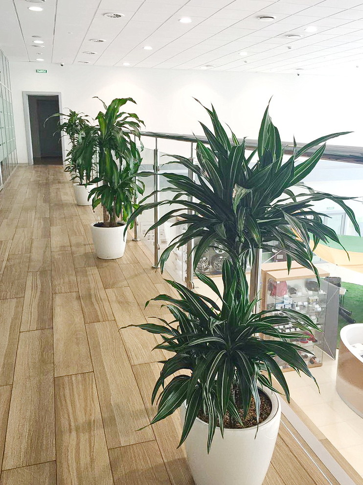 Озеленение автосалона Тойота Хабаровск