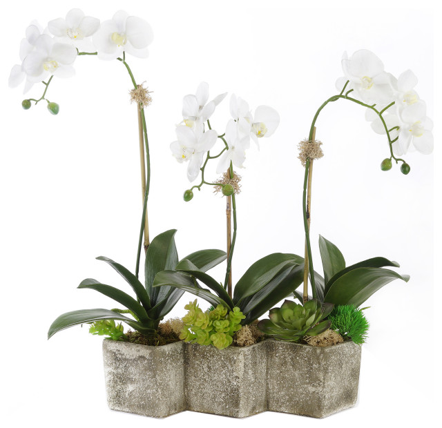 Three Sisters White Orchid Arrangement