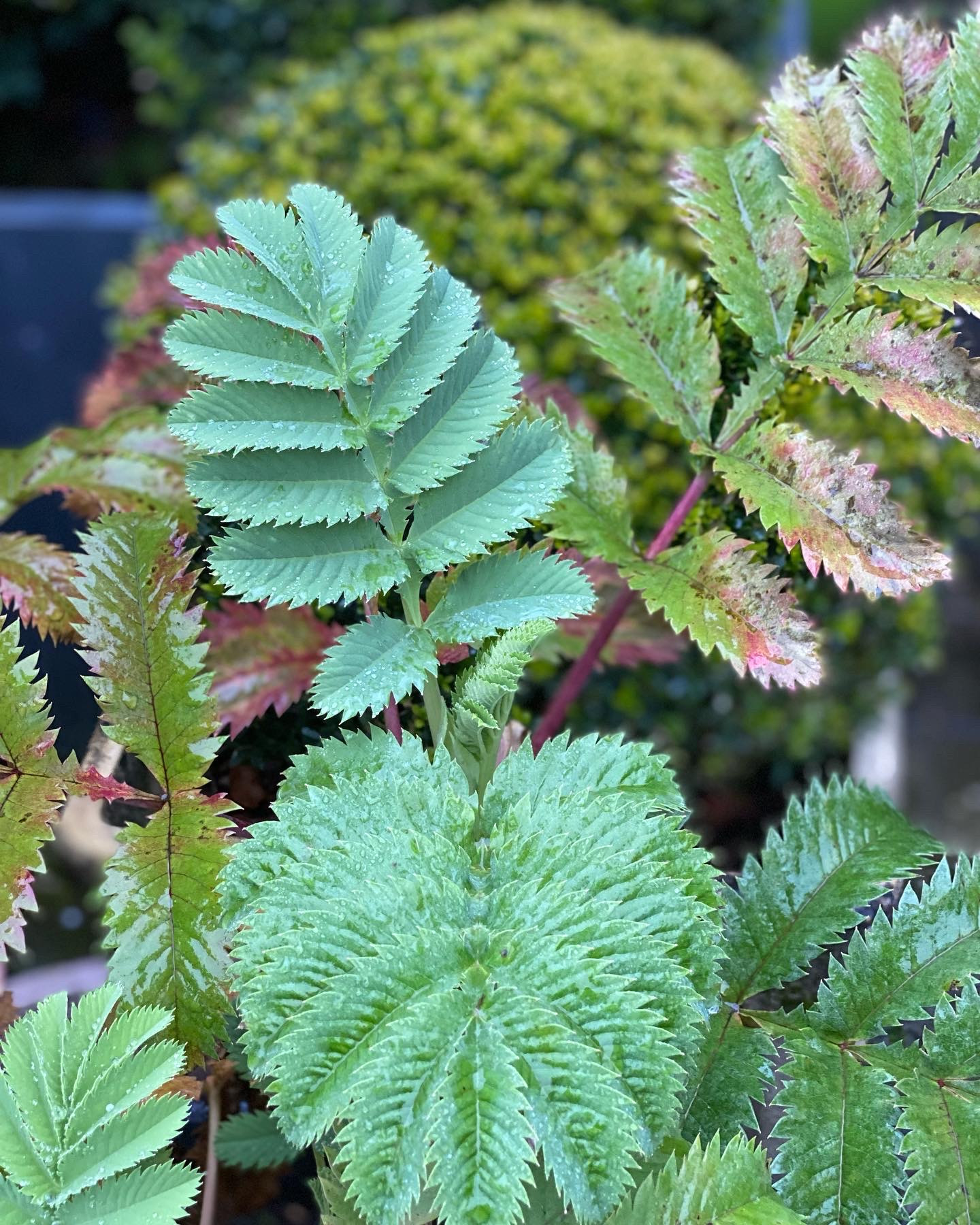 Transformation d'un jardin