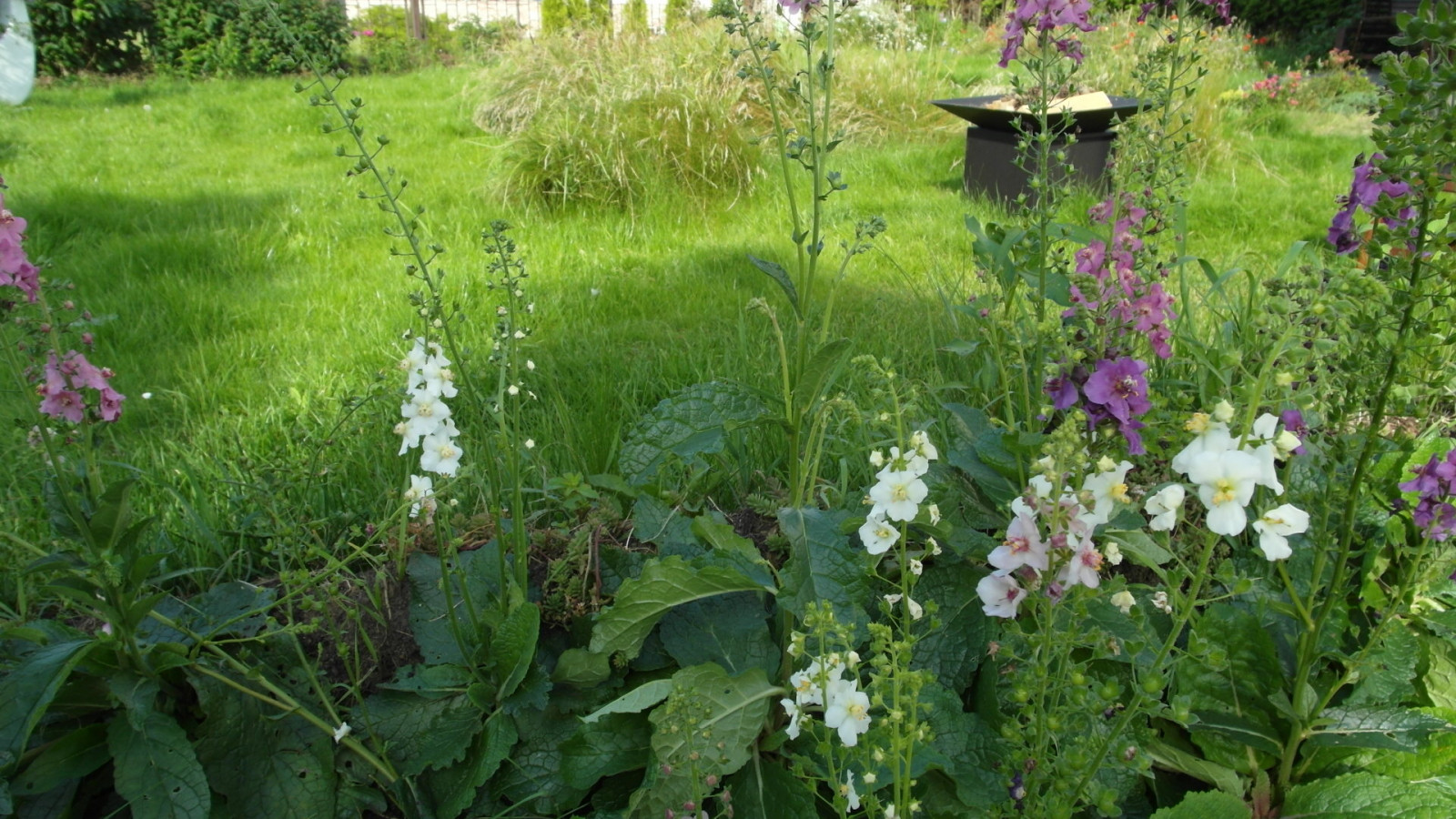 Цветники в природном стиле