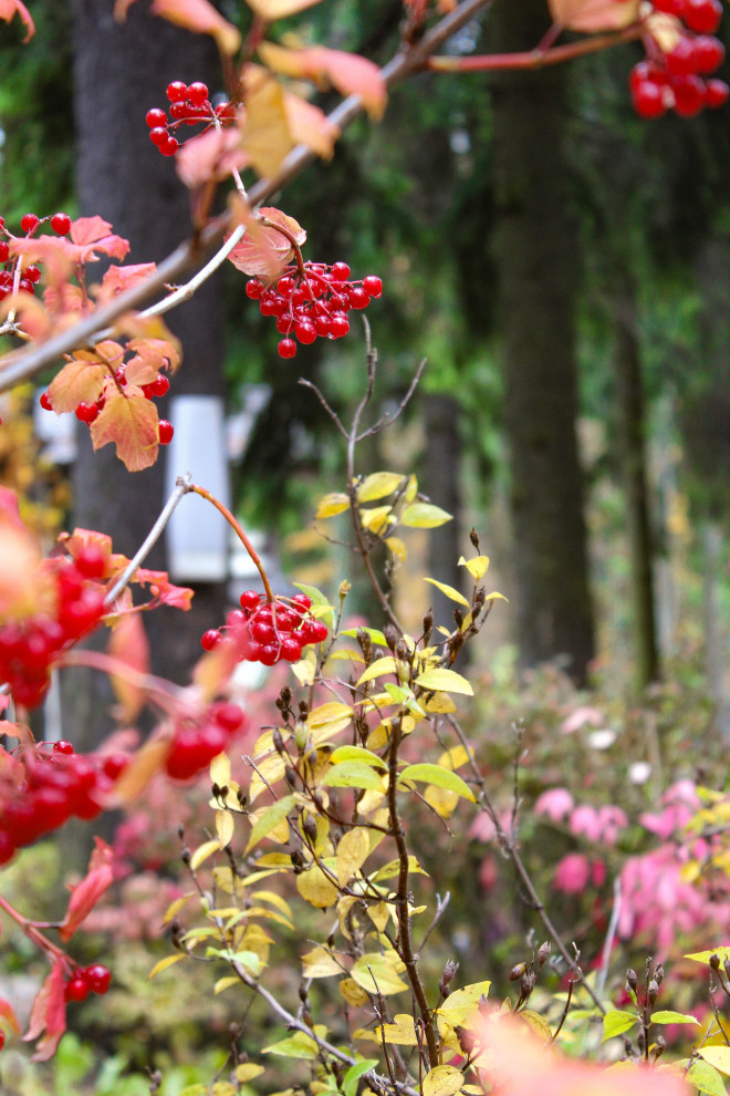 Генеральские дачи