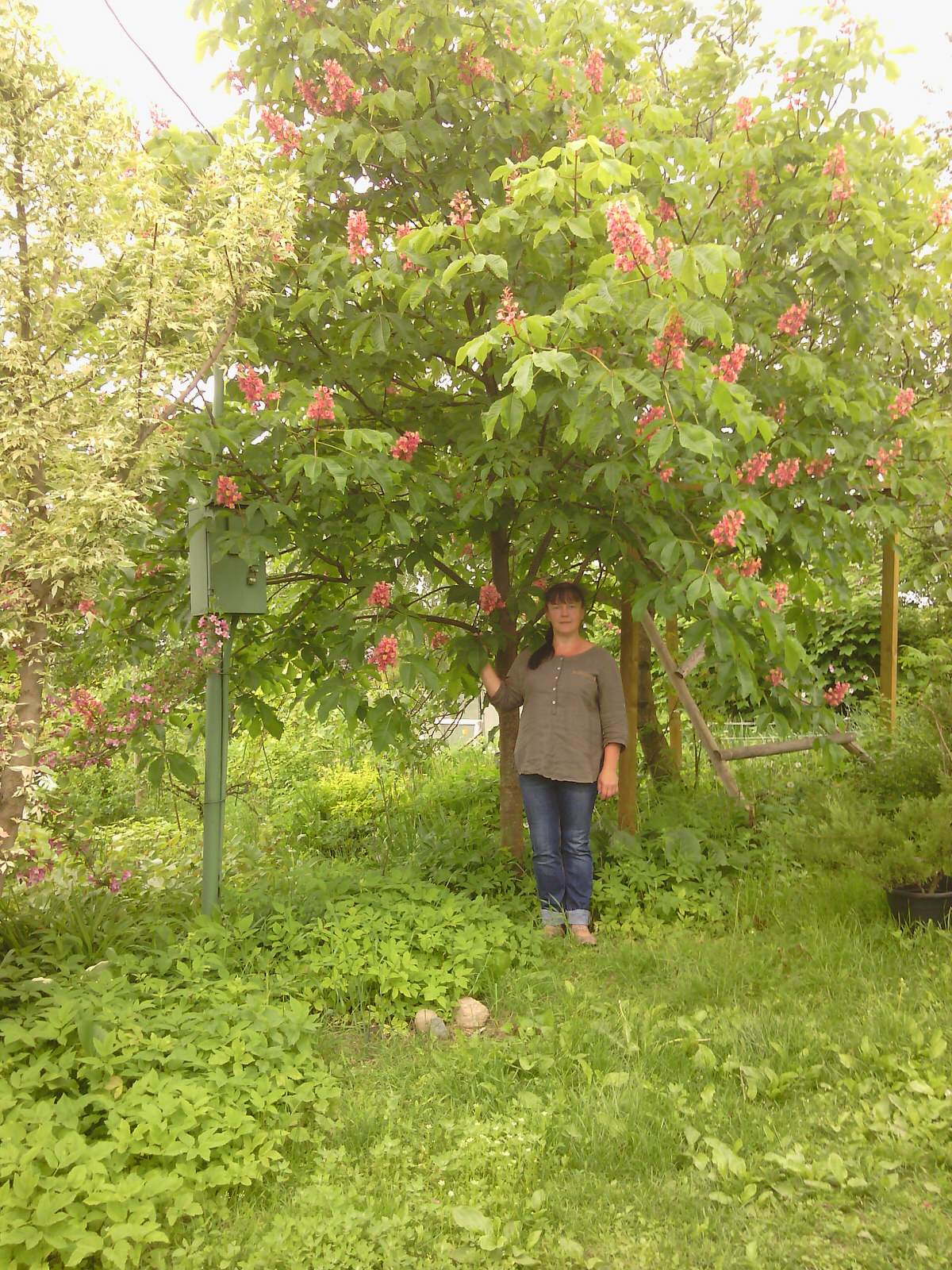 Наш собственный сад