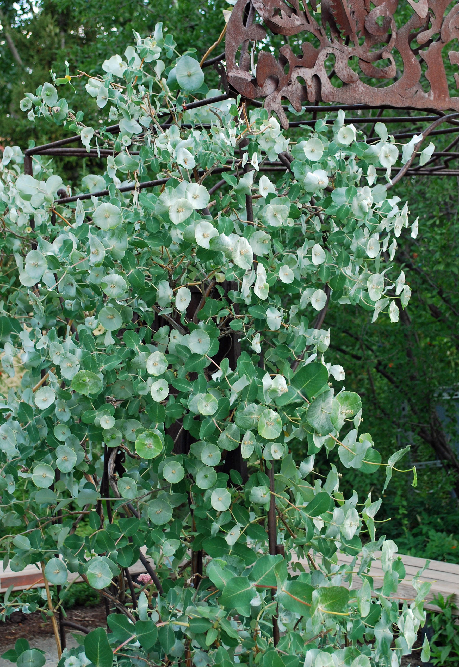 ilex paraguariensis plant Yerba Maté