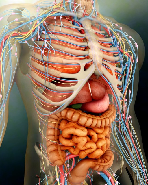 Perspective View Of Human Body Whole Organs And Bones, Print
