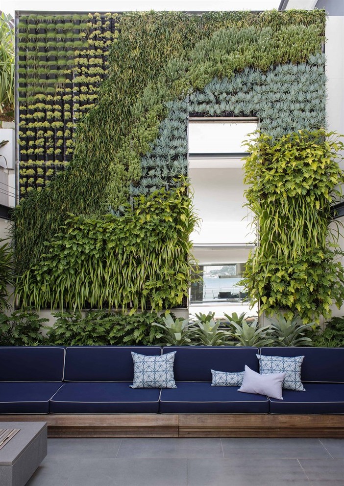 Photo of a contemporary courtyard garden in Sydney with a vertical garden and concrete pavers.