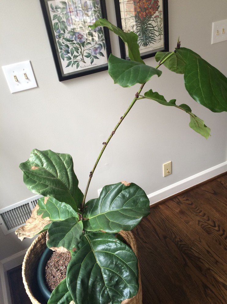 Help with a leggy Fiddle Leaf Fig