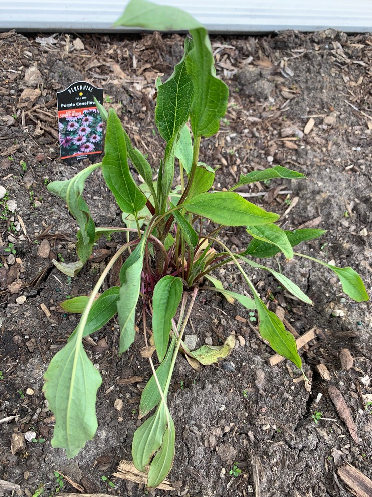 Purple Coneflower Transplant Help