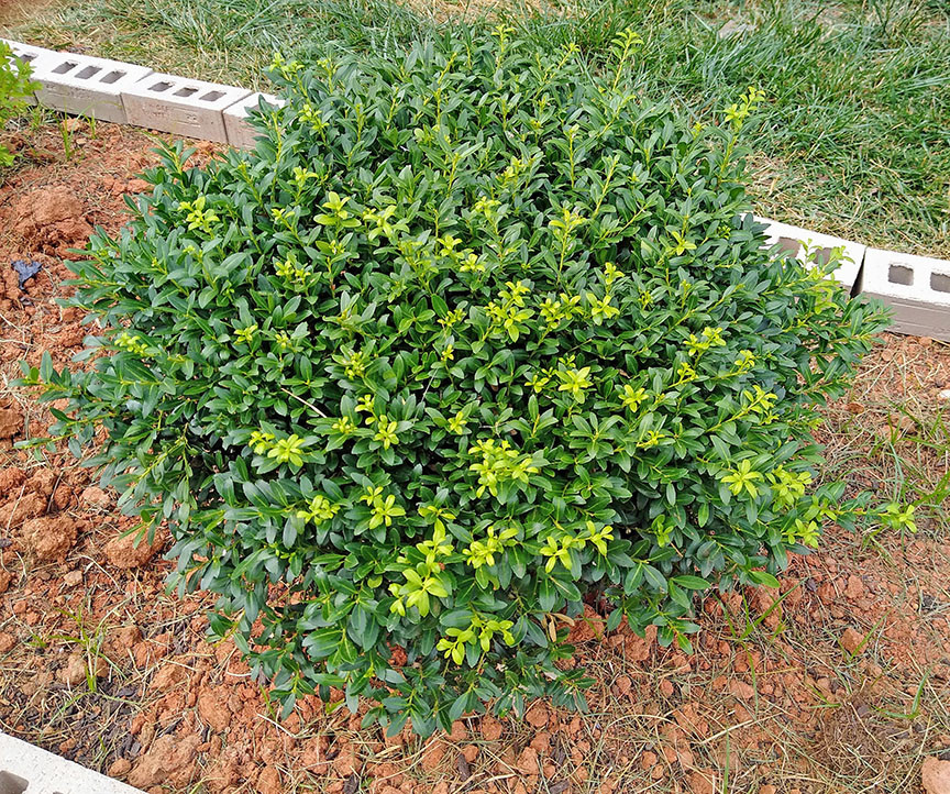 How to tell Japanese holly Soft Touch from Helleri?